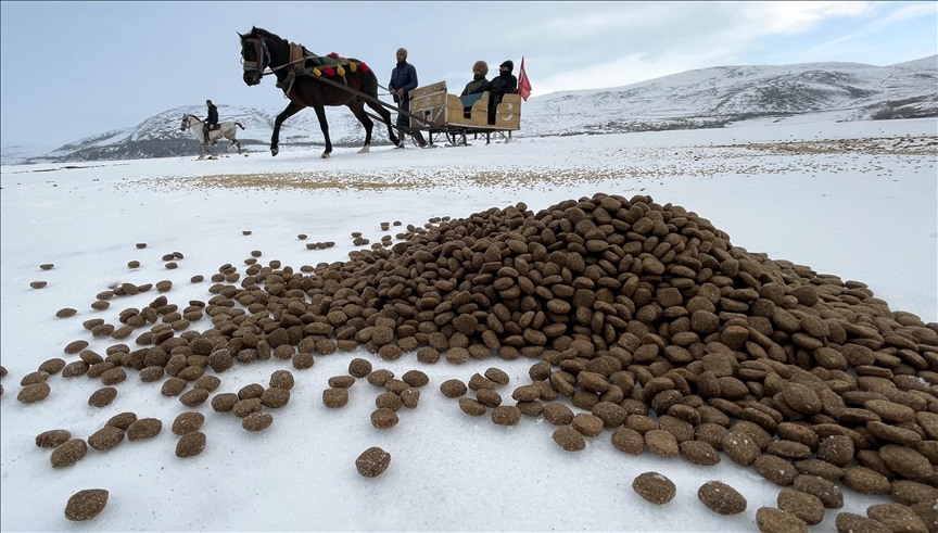Atlı kızaklar bu kez yiyecek bulamayan yaban hayvanları için mesai yaptı