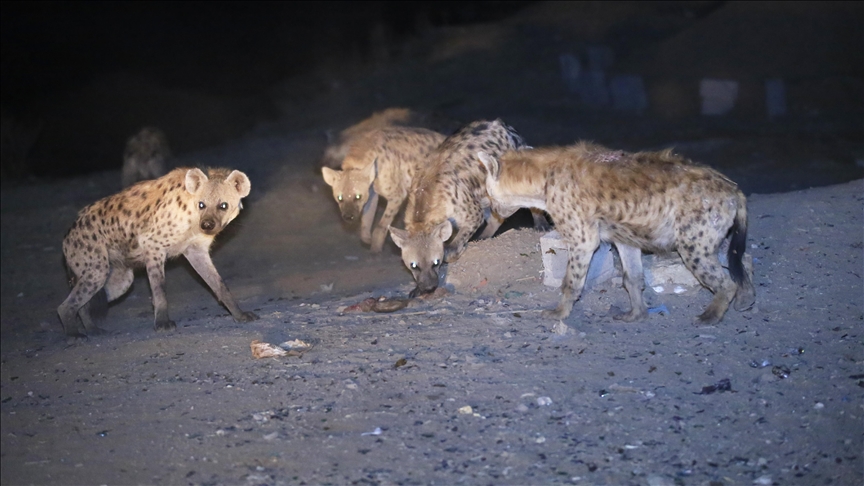 Ethiopian hyena tamer hopes to grow spectacle into circus