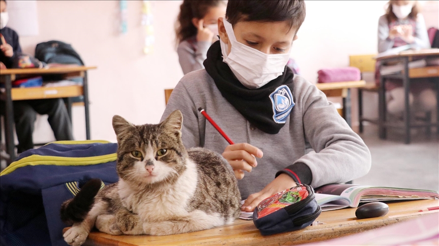 Stray cat in western Turkiye becomes beloved school mascot