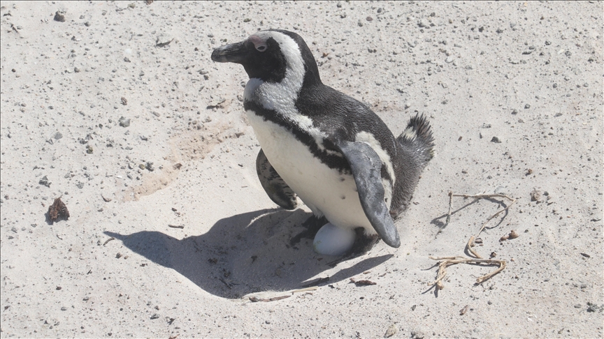 African penguins may go extinct in next few decades: Experts