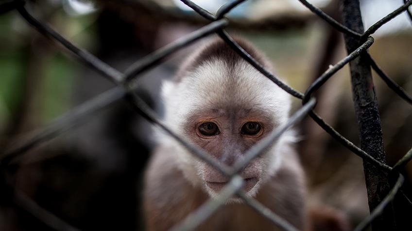 Gracias a un oso perezoso y un mono lanudo, Ecuador otorga derechos legales a los animales silvestres