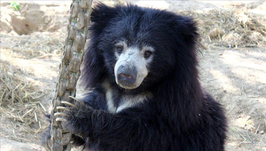 Ecuador gives legal rights to wild animals