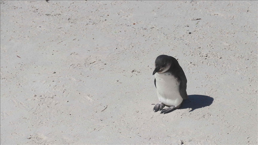 Expertos advierten que los pingüinos africanos podrían extinguirse en unas pocas décadas