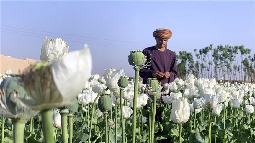 حكومة طالبان تحظر انتاج واستهلاك المواد المخدرة 