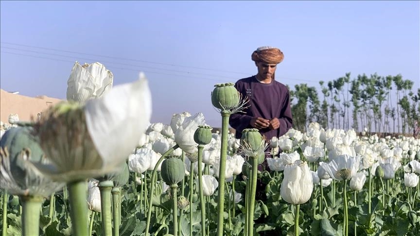 Taliban ban drug cultivation in Afghanistan