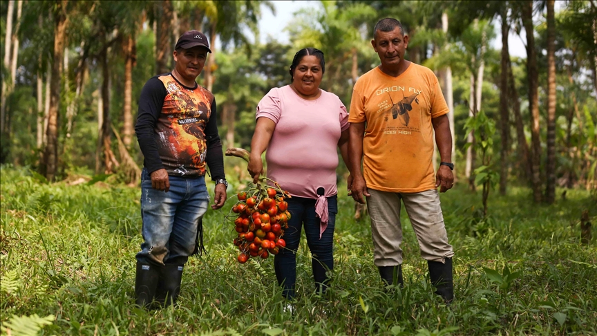 El chontaduro, uno de los frutos de la restitución de tierras del que viven decenas de familias en Putumayo