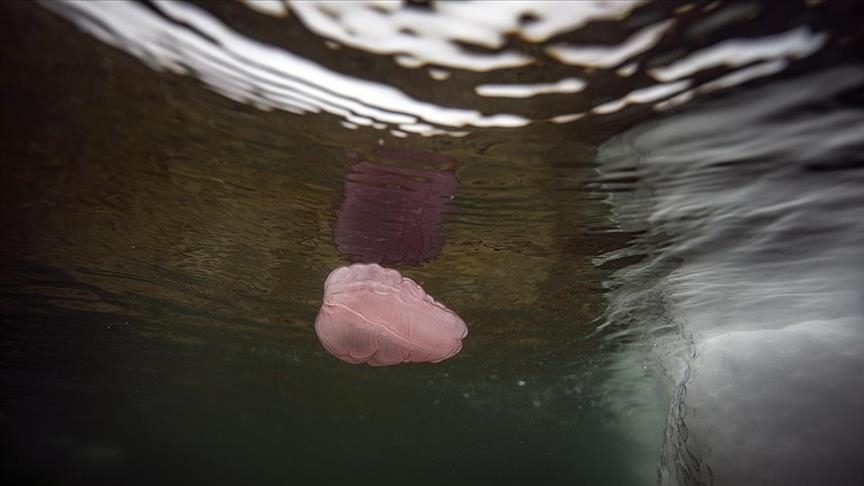 In first, Anadolu Agency photojournalist captures comb jelly species in south of Antarctica