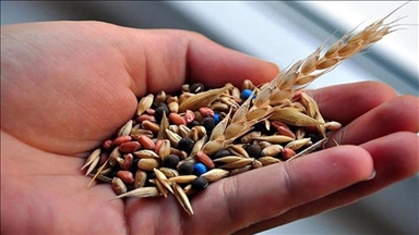 Соотношение импорта к экспорту семян в Турции достигло 89%