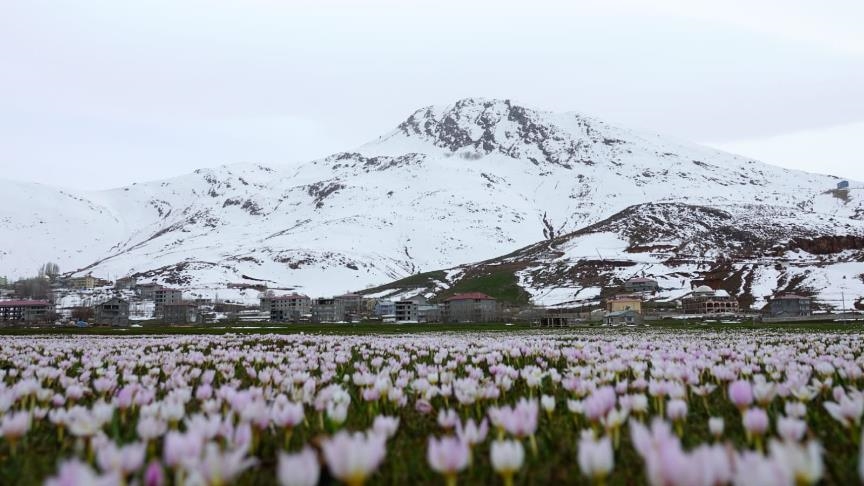 На востоке Анатолии начали распускаться подснежники