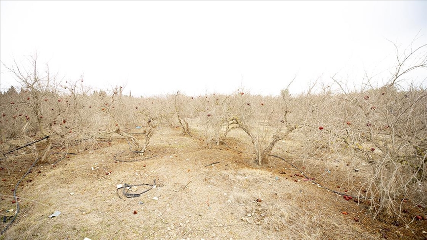 Tunus'ta kuraklık tarımı ve gıda tedarikini tehdit ediyor