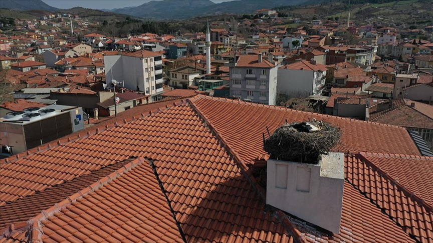 Sındırgı'da her bahar yolu gözlenen leylek 'Sağdıç' yuvasına kondu
