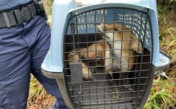US authorities capture fox near Capitol after reports of attacks