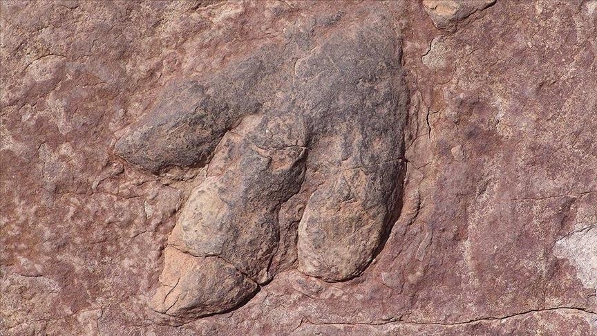 Scientist believes dinosaur fossil may be from victim of asteroids