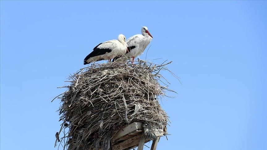 مژدەدەری بەهار، لەقلەقەکان دەستیان کرد بە هاتن بۆ ئاگری