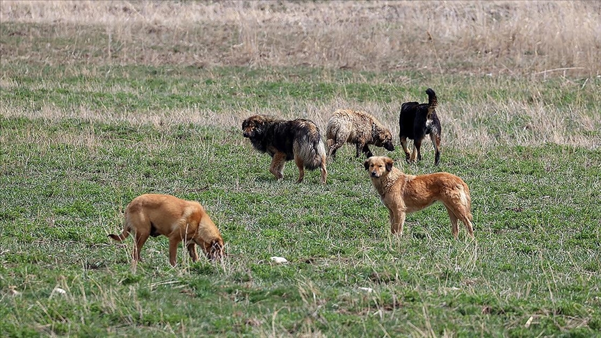 Sahipsiz köpeklerin kısırlaştırılmasının devlet politikasına dönüştürülmesi önerisi