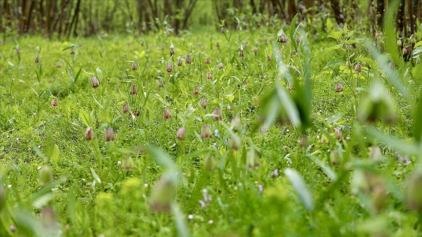 Çam Dağı'nın etekleri nisanda açan ters lalelerle renklendi