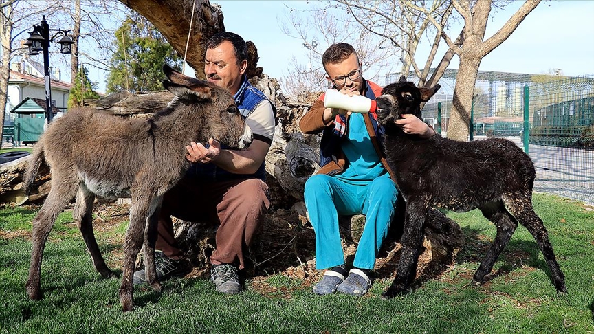 Biberonla beslenen sıpalar "Keten" ile "Kadife" hayvanat bahçesine neşe kattı