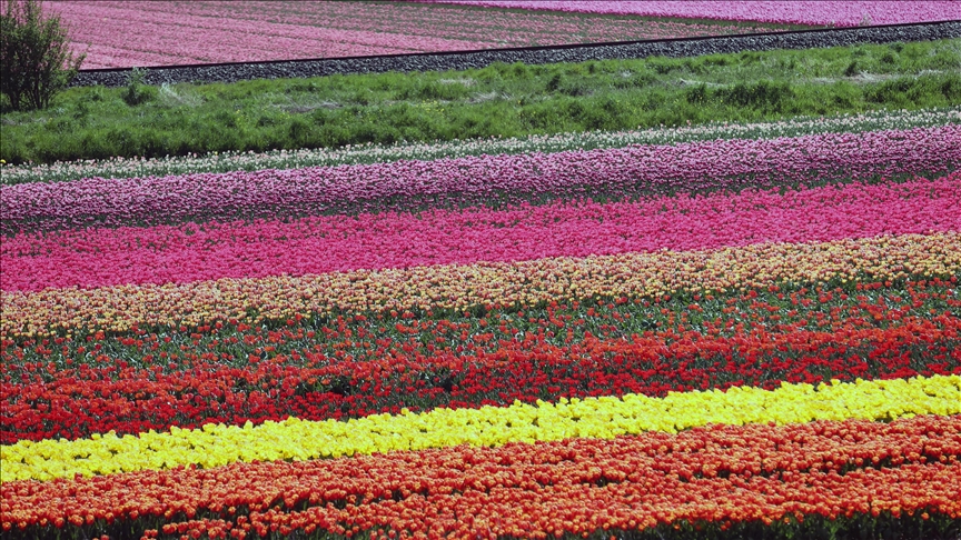 Hollandada baharla açan rengarenk laleler tarlaları süslüyor