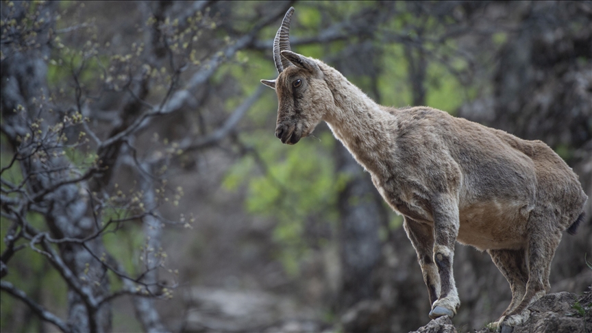 Исчезающий в Турции вид горных коз в объективе «Анадолу»