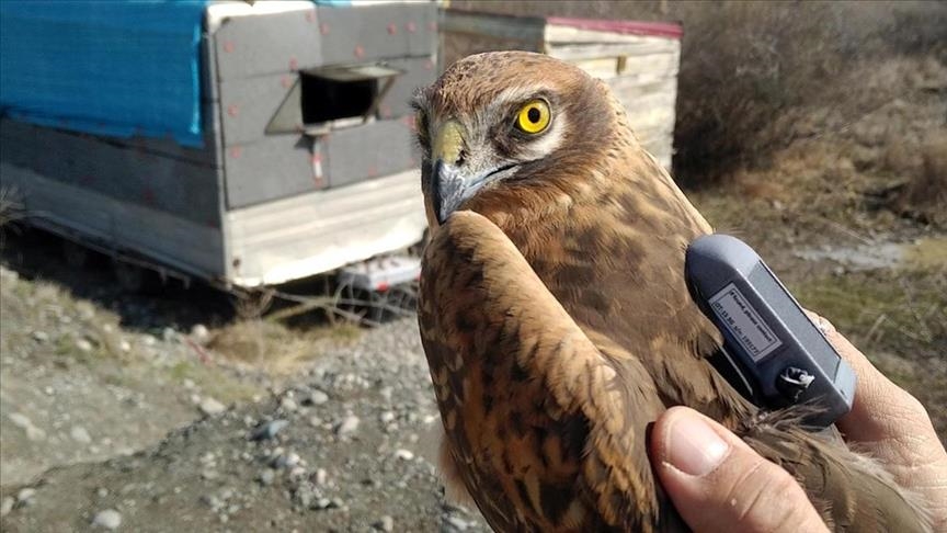 Migratory bird of prey's incredible journey stretching from Central Asia to Africa