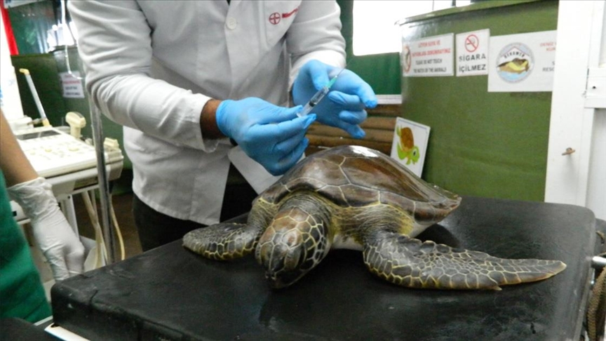  Her 3 ölü deniz kaplumbağasından birinin sindirim sisteminden plastik çıkıyor