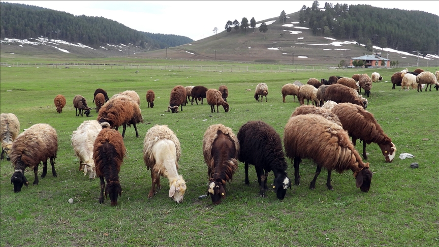Li Qersê bi helîna berfê ra heywan berdan çêrê