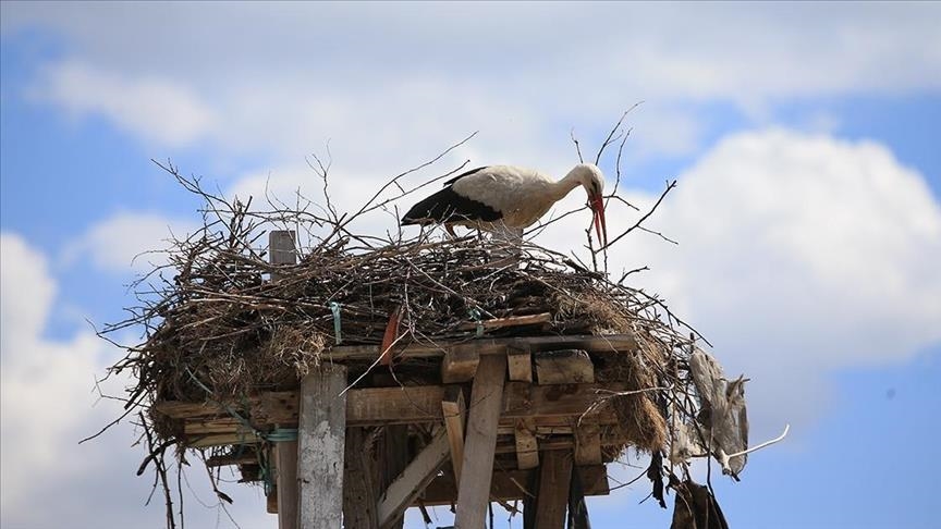 Turkish man has welcomed storks to specially built nest for 60 years