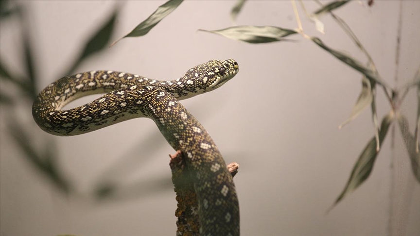 Dünyada 5 sürüngenden 1'i yok olma tehlikesiyle karşı karşıya