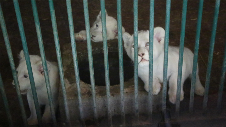 Pas 20 vitesh në Kopshtin Zoologjik të Shkupit lindën tre luanë të bardhë 