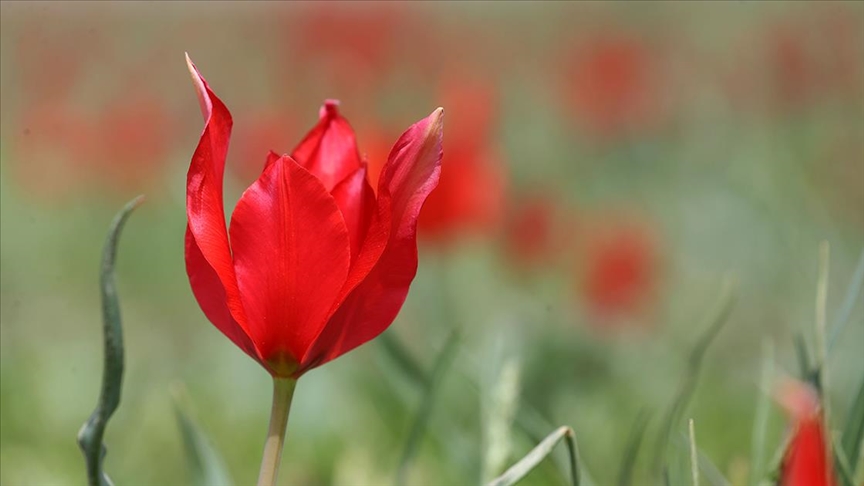 Endemik tür olan Muş lalesi Muş Ovası'nı süsledi 