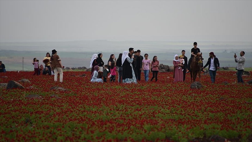 Şanlıurfa'daki gelincik tarlaları doğal fotoğraf stüdyosuna dönüştü