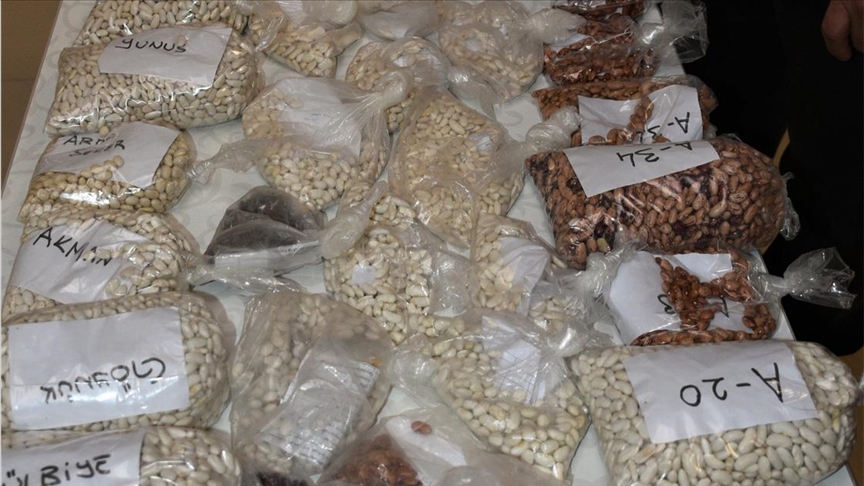 Orta Kızılırmak Vadisi'nde yüksek verimli 25 kuru fasulye çeşidi adayı belirlendi