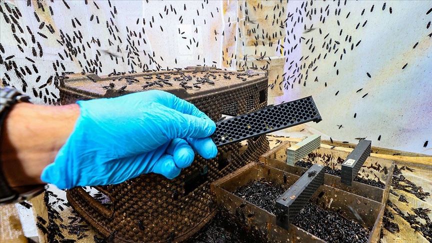 Türk bilim insanı 'sinekten' kozmetik hammaddesi üretti