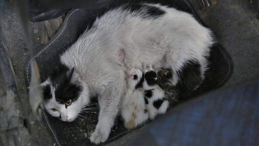 Servis aracını doğum yapan kedi ve yavrularına tahsis etti