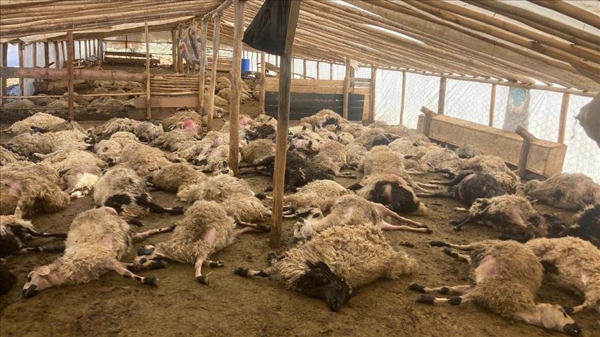 تركيا.. ذئاب تجتاح حظيرة خراف وترتكب مجزرة فيها