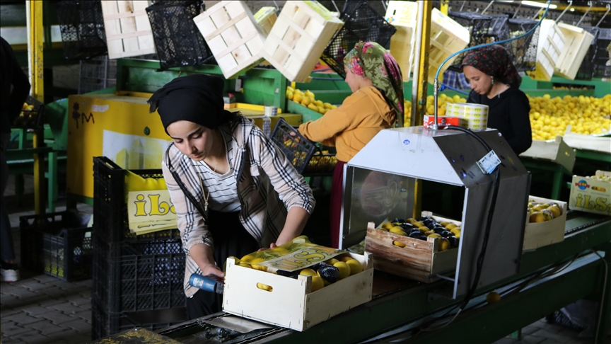 Kapadokya'daki kayadan oyma depolardan yurt dışına limon gönderiliyor