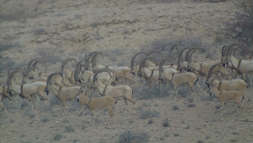 Population of rare wild goat growing in Pakistan