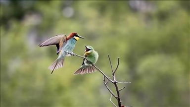 Sultan Sazlığı Milli Parkı'nda yeşil arı kuşu ilk kez gözlemlendi