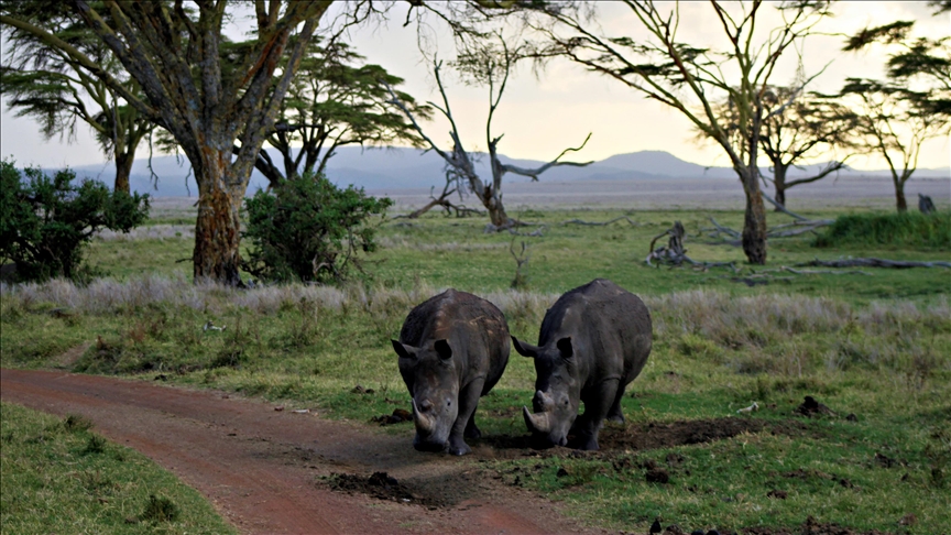 Kenya community rhino sanctuary boasts increase in rhino numbers, zero poaching