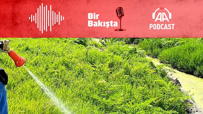 Yabani ot ilacı glifosat nasıl kullanılmalı?