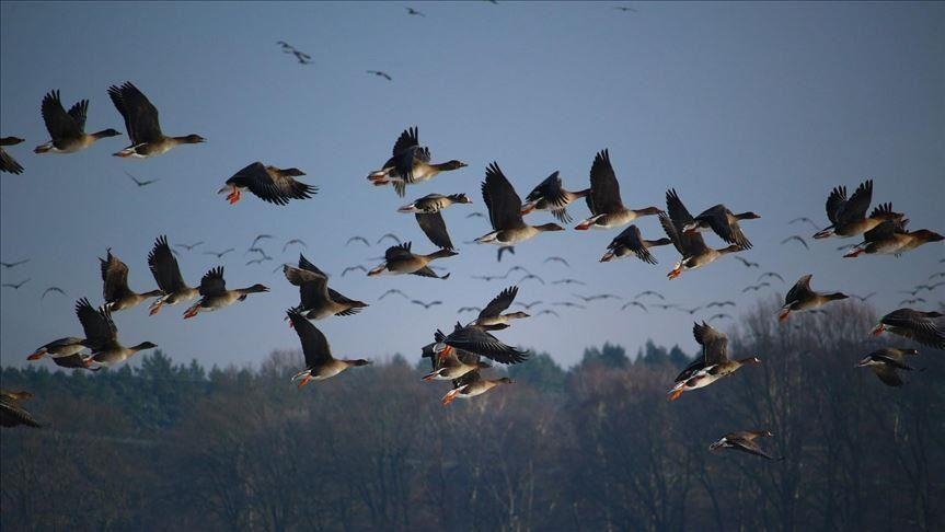 Habitat loss endangers Tanzania’s migratory birds