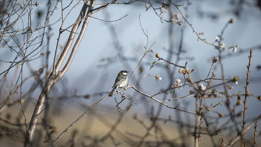 Климатските промени предизвикуваат намалување на телото на птиците преселници