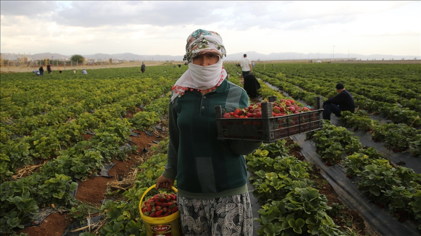 Mardin'de kooperatif kuran kadınlar günlük 800 kilogram çilek hasat ediyor