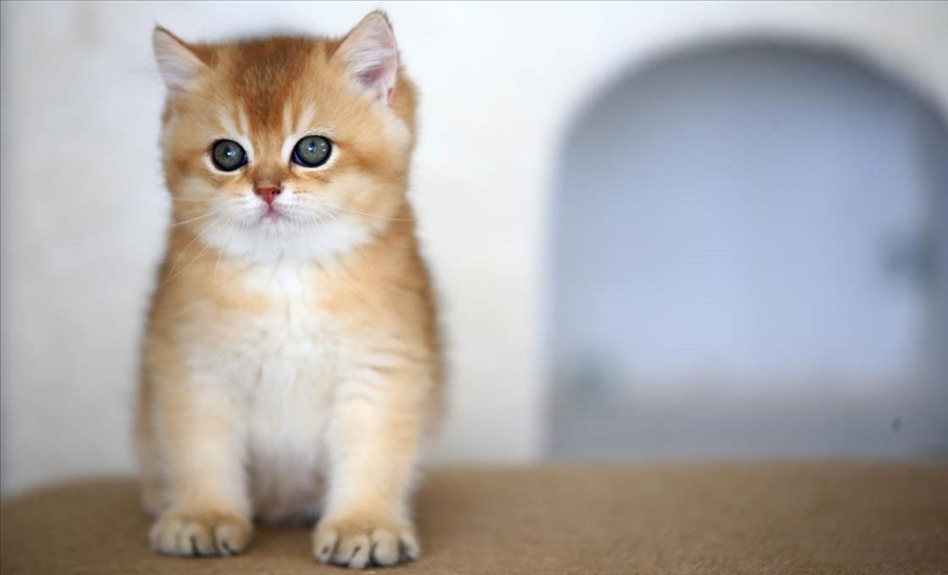 Пет генерации мачки се евидентирани по педигре