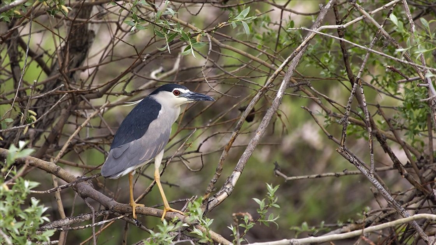 Sultan Sazlığı ve Aladağlar Milli Parkı'nda 139 kuş türü sayıldı