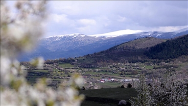 Tepeleri karla kaplı Ardahan'ın Posof ilçesinde meralarda çiçek açtı