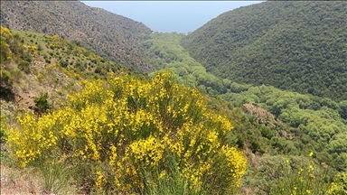 Ganos Dağı eteklerindeki ormanlar ilkbaharın renklerine büründü