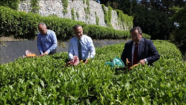 ÇAYKUR, 2022 yılı kampanyasının ilk gününde 13 ton yaş çay aldı