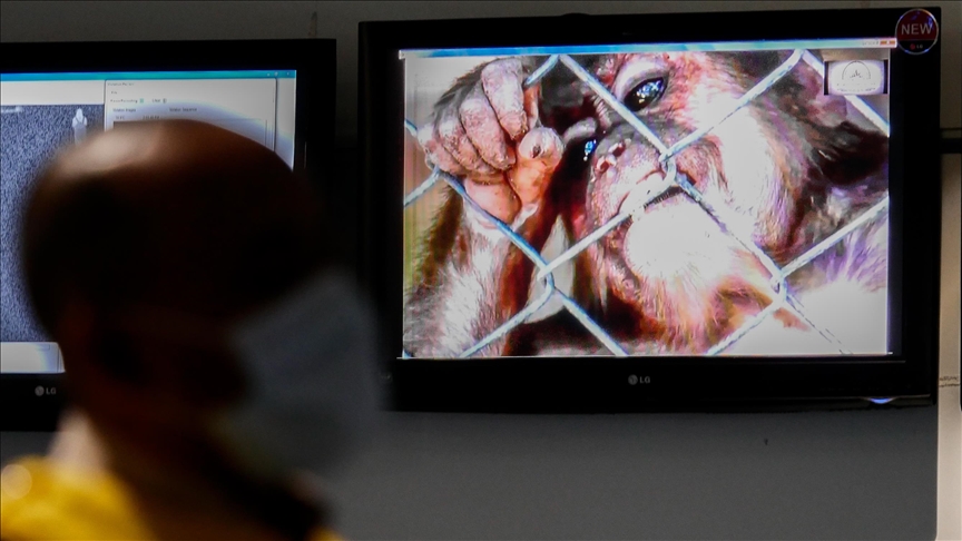 2 more monkeypox cases detected in UK