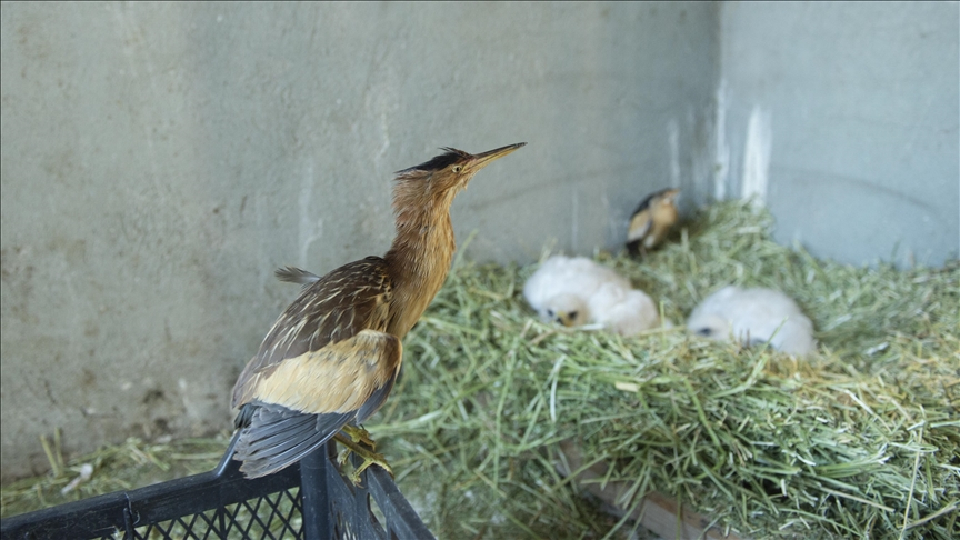دوو باڵندەی جۆری شینە شاهۆ کە لە دێرسم ماندوو ببوون بردرانە ژێر پاراستن